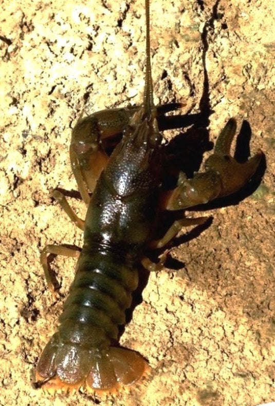 Crawfish: Red Bull for Bass