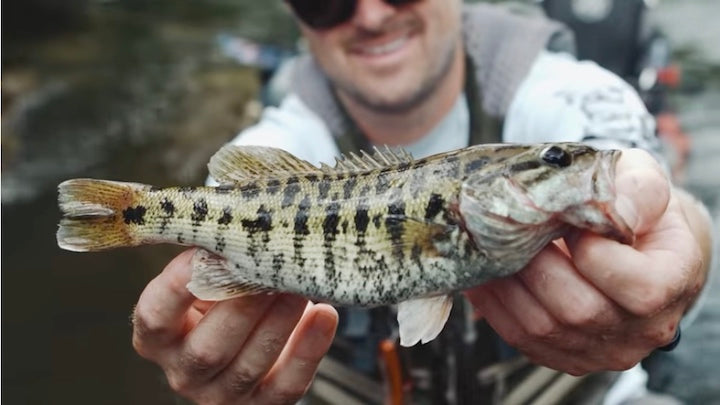 Fishing Bartrams Bass on the Chattooga River